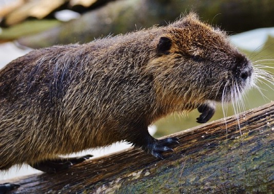 구찌(Gucci) “앞으로 모피 사용하지 않겠다”
